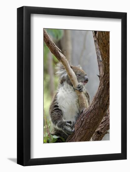 Australia, Perth, Yanchep National Park. Koala Bear a Native Arboreal Marsupial-Cindy Miller Hopkins-Framed Photographic Print