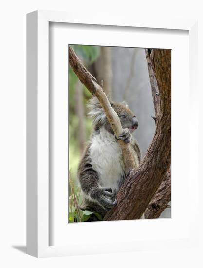 Australia, Perth, Yanchep National Park. Koala Bear a Native Arboreal Marsupial-Cindy Miller Hopkins-Framed Photographic Print