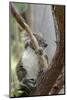 Australia, Perth, Yanchep National Park. Koala Bear a Native Arboreal Marsupial-Cindy Miller Hopkins-Mounted Photographic Print