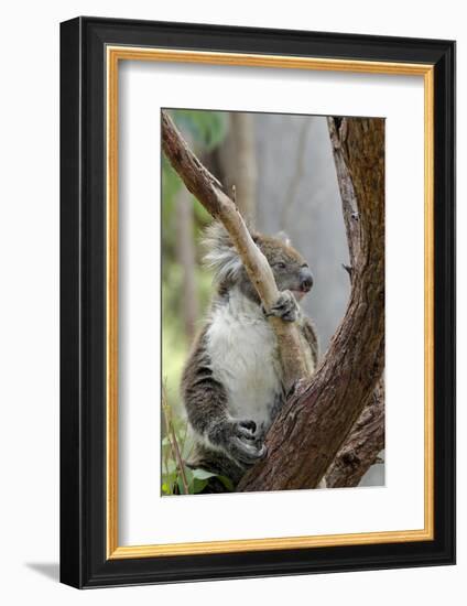 Australia, Perth, Yanchep National Park. Koala Bear a Native Arboreal Marsupial-Cindy Miller Hopkins-Framed Photographic Print