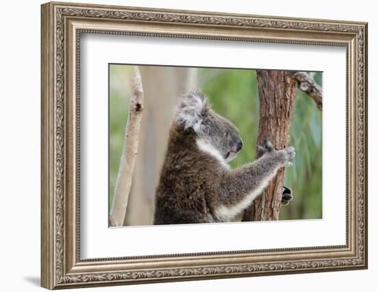 Australia, Perth, Yanchep National Park. Koala Bear a Native Arboreal Marsupial-Cindy Miller Hopkins-Framed Photographic Print