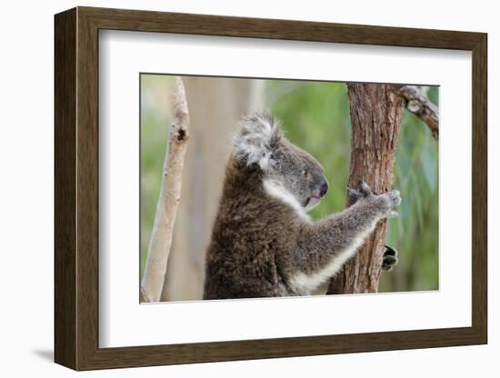 Australia, Perth, Yanchep National Park. Koala Bear a Native Arboreal Marsupial-Cindy Miller Hopkins-Framed Photographic Print