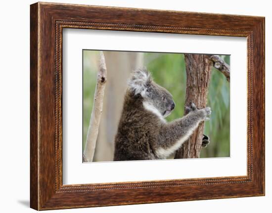 Australia, Perth, Yanchep National Park. Koala Bear a Native Arboreal Marsupial-Cindy Miller Hopkins-Framed Photographic Print