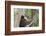 Australia, Perth, Yanchep National Park. Koala Bear a Native Arboreal Marsupial-Cindy Miller Hopkins-Framed Photographic Print