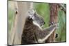 Australia, Perth, Yanchep National Park. Koala Bear a Native Arboreal Marsupial-Cindy Miller Hopkins-Mounted Photographic Print