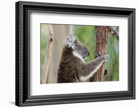 Australia, Perth, Yanchep National Park. Koala Bear a Native Arboreal Marsupial-Cindy Miller Hopkins-Framed Photographic Print