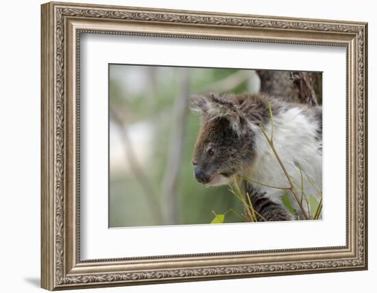 Australia, Perth, Yanchep National Park. Koala Bear a Native Arboreal Marsupial-Cindy Miller Hopkins-Framed Photographic Print