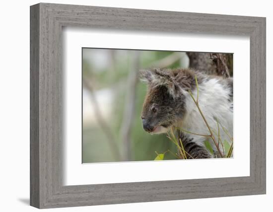 Australia, Perth, Yanchep National Park. Koala Bear a Native Arboreal Marsupial-Cindy Miller Hopkins-Framed Photographic Print