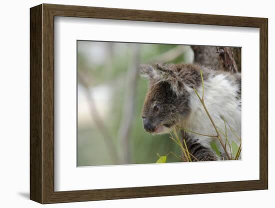 Australia, Perth, Yanchep National Park. Koala Bear a Native Arboreal Marsupial-Cindy Miller Hopkins-Framed Photographic Print