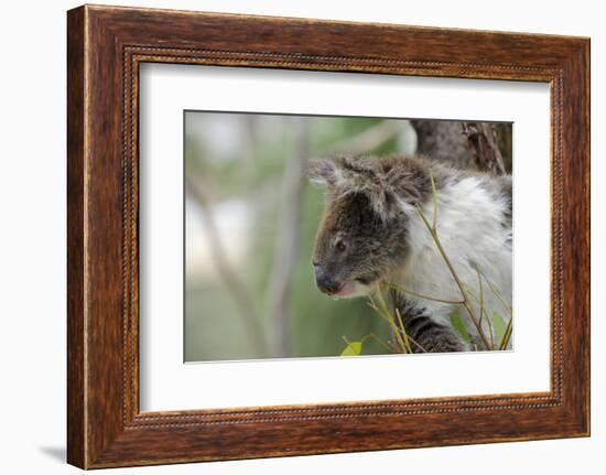 Australia, Perth, Yanchep National Park. Koala Bear a Native Arboreal Marsupial-Cindy Miller Hopkins-Framed Photographic Print