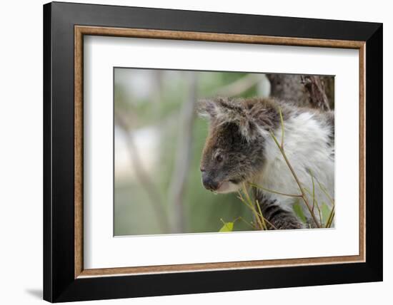 Australia, Perth, Yanchep National Park. Koala Bear a Native Arboreal Marsupial-Cindy Miller Hopkins-Framed Photographic Print