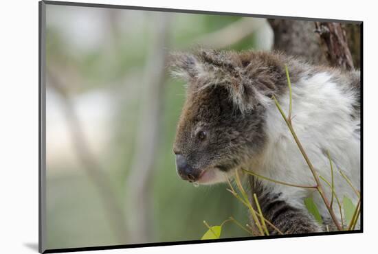 Australia, Perth, Yanchep National Park. Koala Bear a Native Arboreal Marsupial-Cindy Miller Hopkins-Mounted Photographic Print