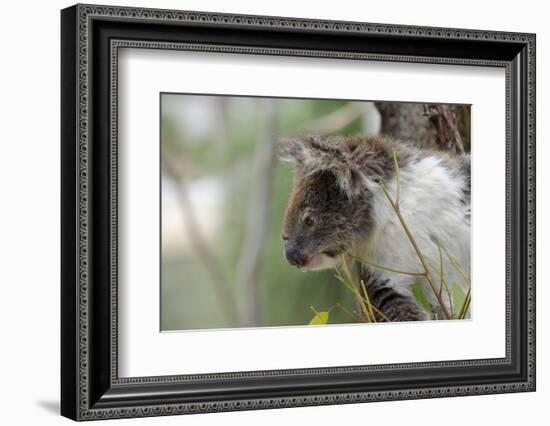 Australia, Perth, Yanchep National Park. Koala Bear a Native Arboreal Marsupial-Cindy Miller Hopkins-Framed Photographic Print