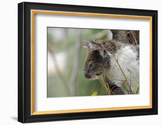 Australia, Perth, Yanchep National Park. Koala Bear a Native Arboreal Marsupial-Cindy Miller Hopkins-Framed Photographic Print