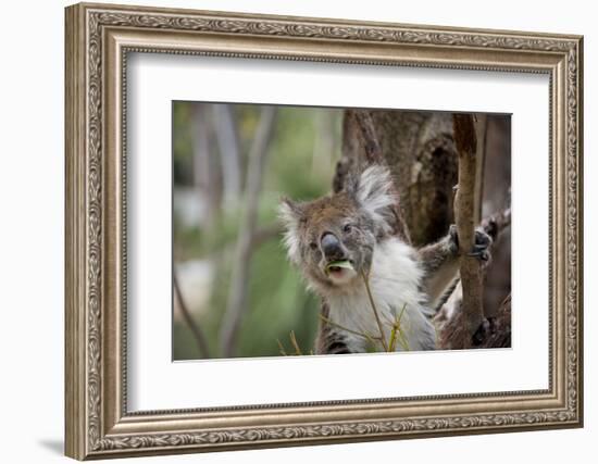 Australia, Perth, Yanchep National Park. Koala Bear a Native Arboreal Marsupial-Cindy Miller Hopkins-Framed Photographic Print