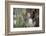 Australia, Perth, Yanchep National Park. Koala Bear a Native Arboreal Marsupial-Cindy Miller Hopkins-Framed Photographic Print