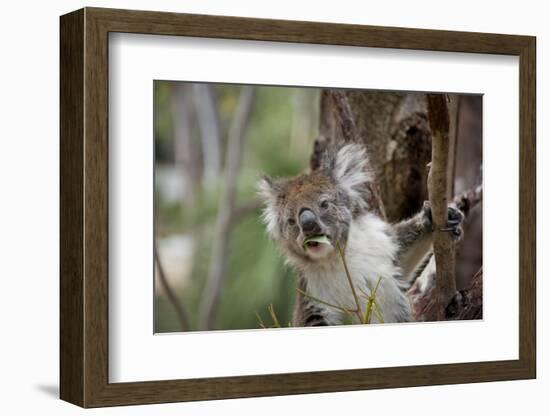 Australia, Perth, Yanchep National Park. Koala Bear a Native Arboreal Marsupial-Cindy Miller Hopkins-Framed Photographic Print