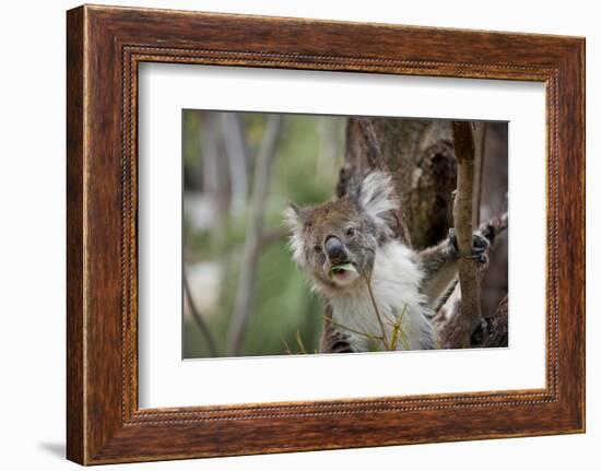 Australia, Perth, Yanchep National Park. Koala Bear a Native Arboreal Marsupial-Cindy Miller Hopkins-Framed Photographic Print