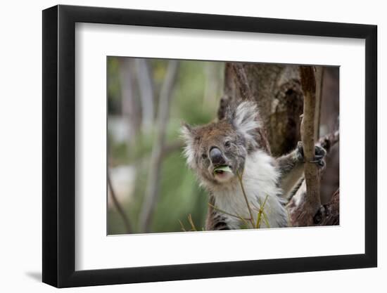 Australia, Perth, Yanchep National Park. Koala Bear a Native Arboreal Marsupial-Cindy Miller Hopkins-Framed Photographic Print