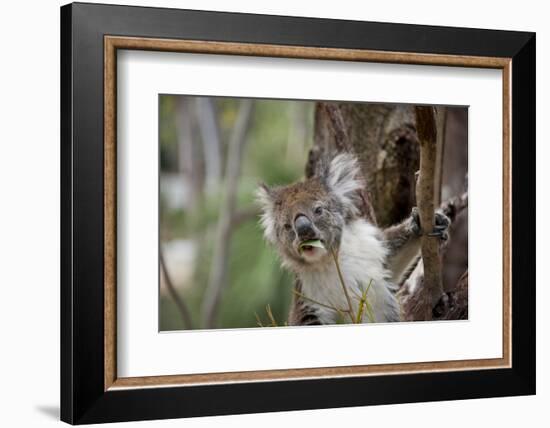 Australia, Perth, Yanchep National Park. Koala Bear a Native Arboreal Marsupial-Cindy Miller Hopkins-Framed Photographic Print