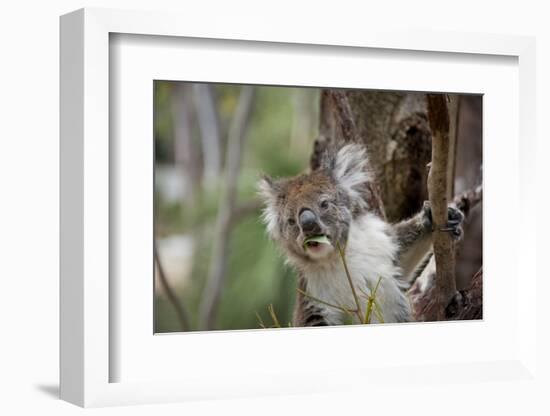 Australia, Perth, Yanchep National Park. Koala Bear a Native Arboreal Marsupial-Cindy Miller Hopkins-Framed Photographic Print