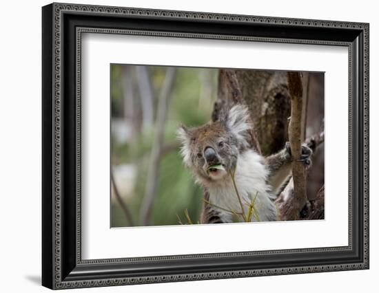 Australia, Perth, Yanchep National Park. Koala Bear a Native Arboreal Marsupial-Cindy Miller Hopkins-Framed Photographic Print