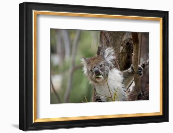 Australia, Perth, Yanchep National Park. Koala Bear a Native Arboreal Marsupial-Cindy Miller Hopkins-Framed Photographic Print