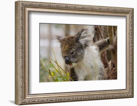 Australia, Perth, Yanchep National Park. Koala Bear a Native Arboreal Marsupial-Cindy Miller Hopkins-Framed Photographic Print