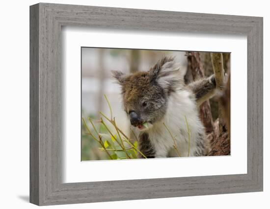 Australia, Perth, Yanchep National Park. Koala Bear a Native Arboreal Marsupial-Cindy Miller Hopkins-Framed Photographic Print