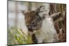 Australia, Perth, Yanchep National Park. Koala Bear a Native Arboreal Marsupial-Cindy Miller Hopkins-Mounted Photographic Print