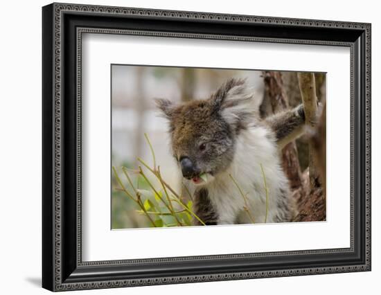 Australia, Perth, Yanchep National Park. Koala Bear a Native Arboreal Marsupial-Cindy Miller Hopkins-Framed Photographic Print