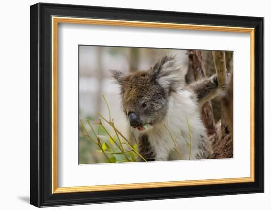 Australia, Perth, Yanchep National Park. Koala Bear a Native Arboreal Marsupial-Cindy Miller Hopkins-Framed Photographic Print