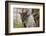 Australia, Perth, Yanchep National Park. Koala Bear a Native Arboreal Marsupial-Cindy Miller Hopkins-Framed Photographic Print