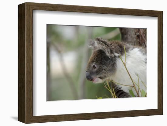 Australia, Perth, Yanchep National Park. Koala Bear a Native Arboreal Marsupial-Cindy Miller Hopkins-Framed Photographic Print