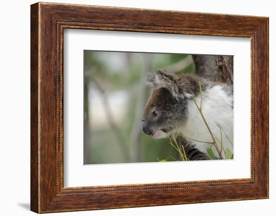 Australia, Perth, Yanchep National Park. Koala Bear a Native Arboreal Marsupial-Cindy Miller Hopkins-Framed Photographic Print