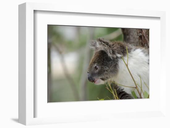 Australia, Perth, Yanchep National Park. Koala Bear a Native Arboreal Marsupial-Cindy Miller Hopkins-Framed Photographic Print