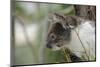 Australia, Perth, Yanchep National Park. Koala Bear a Native Arboreal Marsupial-Cindy Miller Hopkins-Mounted Photographic Print