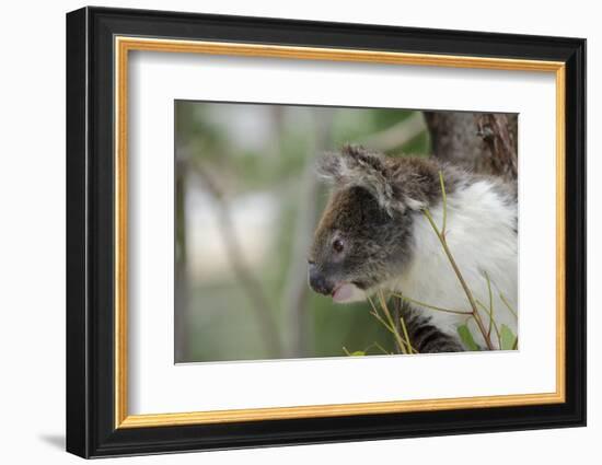 Australia, Perth, Yanchep National Park. Koala Bear a Native Arboreal Marsupial-Cindy Miller Hopkins-Framed Photographic Print