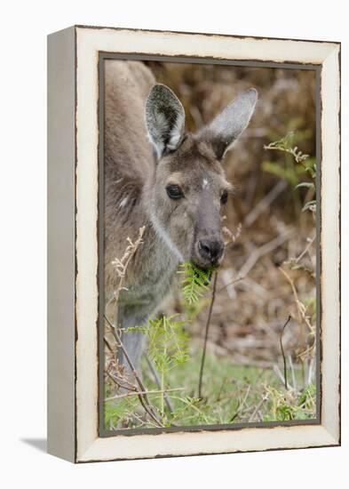 Australia, Perth, Yanchep National Park. Western Gray Kangaroo Close Up Eating-Cindy Miller Hopkins-Framed Premier Image Canvas
