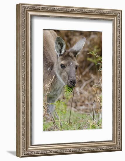 Australia, Perth, Yanchep National Park. Western Gray Kangaroo Close Up Eating-Cindy Miller Hopkins-Framed Photographic Print