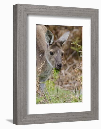 Australia, Perth, Yanchep National Park. Western Gray Kangaroo Close Up Eating-Cindy Miller Hopkins-Framed Photographic Print