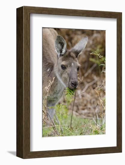 Australia, Perth, Yanchep National Park. Western Gray Kangaroo Close Up Eating-Cindy Miller Hopkins-Framed Photographic Print