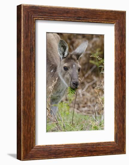 Australia, Perth, Yanchep National Park. Western Gray Kangaroo Close Up Eating-Cindy Miller Hopkins-Framed Photographic Print