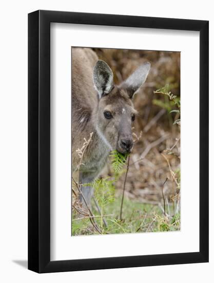 Australia, Perth, Yanchep National Park. Western Gray Kangaroo Close Up Eating-Cindy Miller Hopkins-Framed Photographic Print