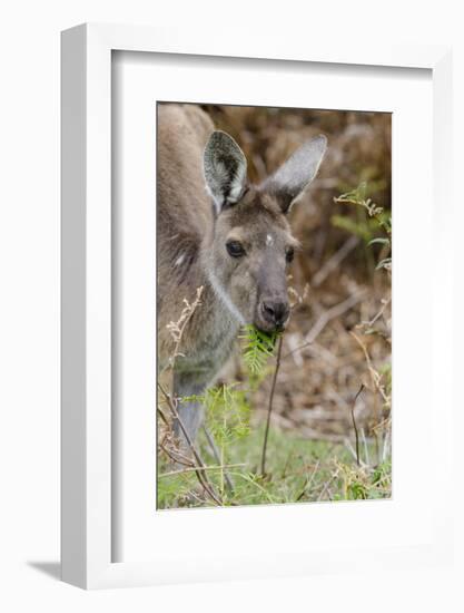 Australia, Perth, Yanchep National Park. Western Gray Kangaroo Close Up Eating-Cindy Miller Hopkins-Framed Photographic Print