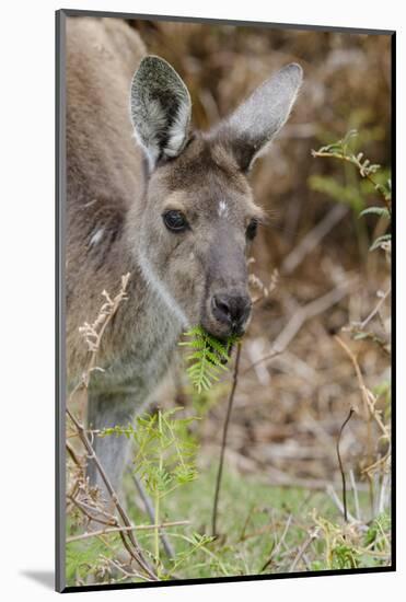 Australia, Perth, Yanchep National Park. Western Gray Kangaroo Close Up Eating-Cindy Miller Hopkins-Mounted Photographic Print