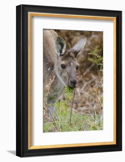 Australia, Perth, Yanchep National Park. Western Gray Kangaroo Close Up Eating-Cindy Miller Hopkins-Framed Photographic Print