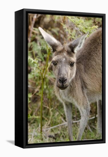 Australia, Perth, Yanchep National Park. Western Gray Kangaroo Close Up of Face-Cindy Miller Hopkins-Framed Premier Image Canvas