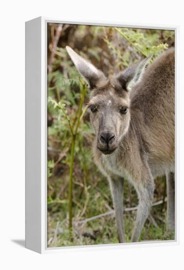 Australia, Perth, Yanchep National Park. Western Gray Kangaroo Close Up of Face-Cindy Miller Hopkins-Framed Premier Image Canvas