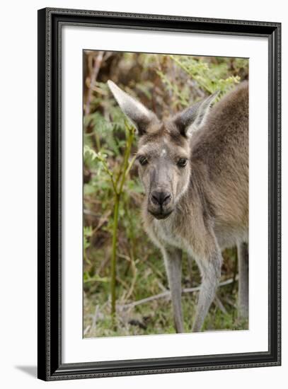 Australia, Perth, Yanchep National Park. Western Gray Kangaroo Close Up of Face-Cindy Miller Hopkins-Framed Photographic Print